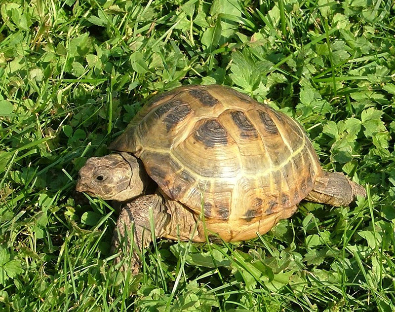 Tartarughe di terra tutte le razze DeAbyDay